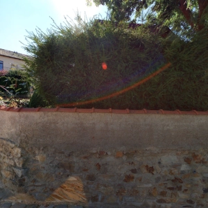 Soňa Štěpánková